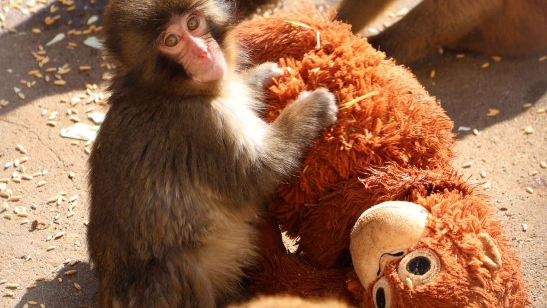 Punch monkey