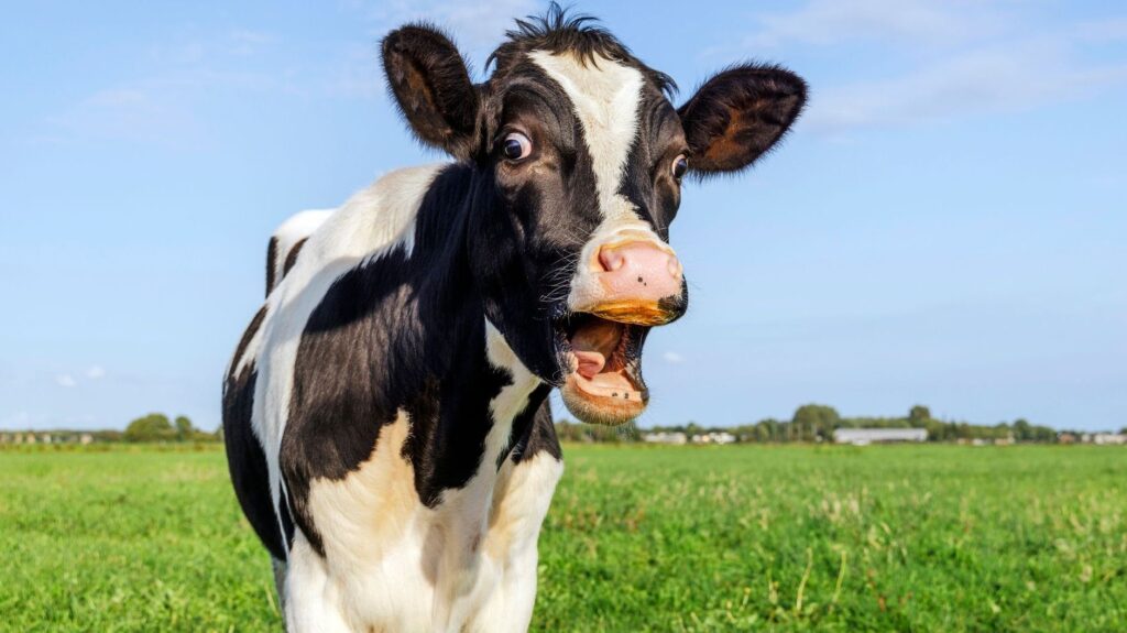cow