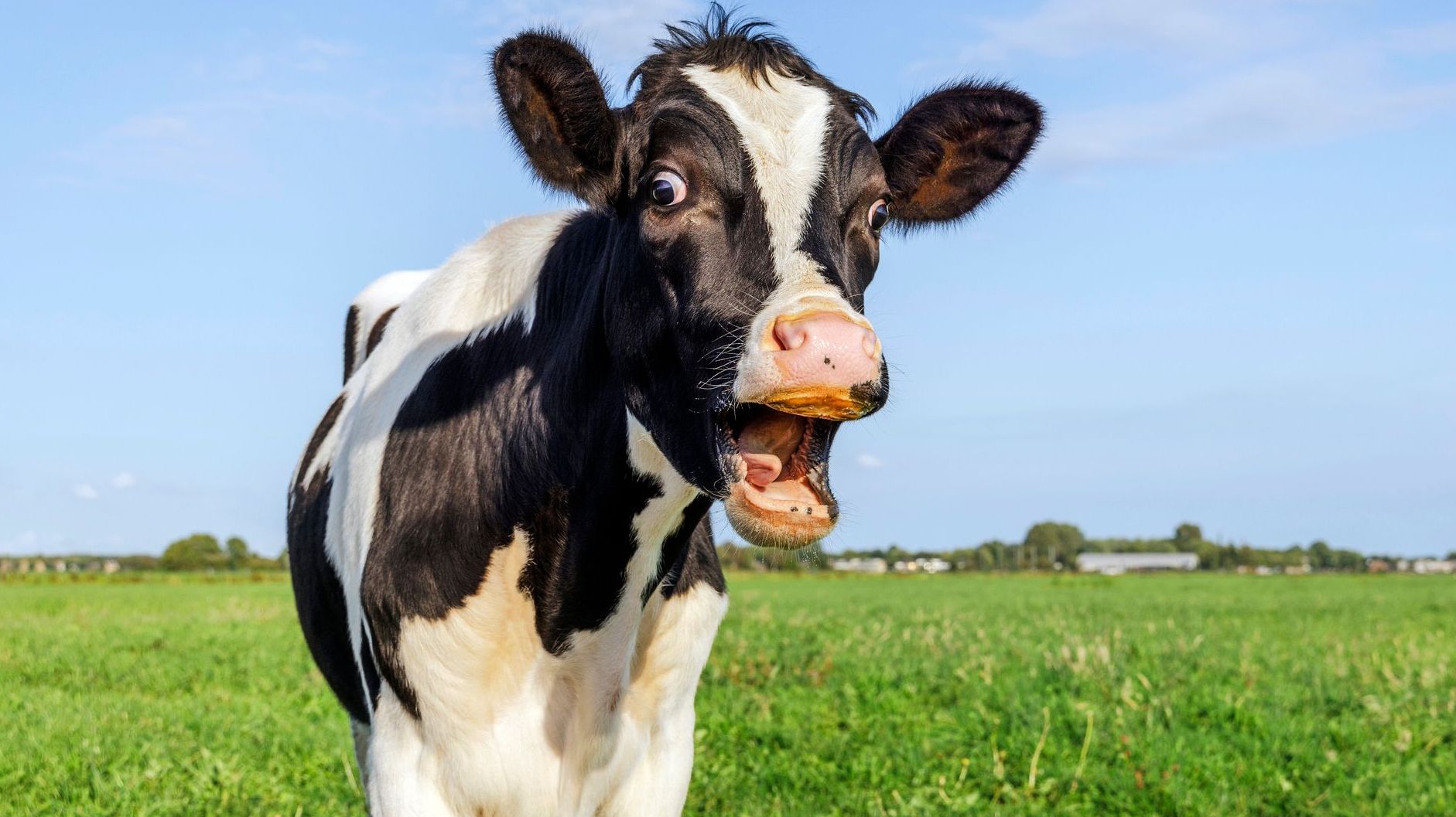 cow